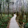 Congaree National Park