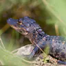 Everglades National Park