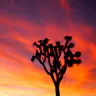 Joshua Tree National Park