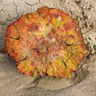Petrified Forest National Park