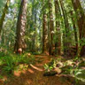 Redwood National and State Parks
