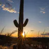 Saguaro National Park