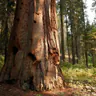 Sequoia National Park